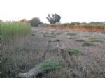 Raccolta della canna palustre